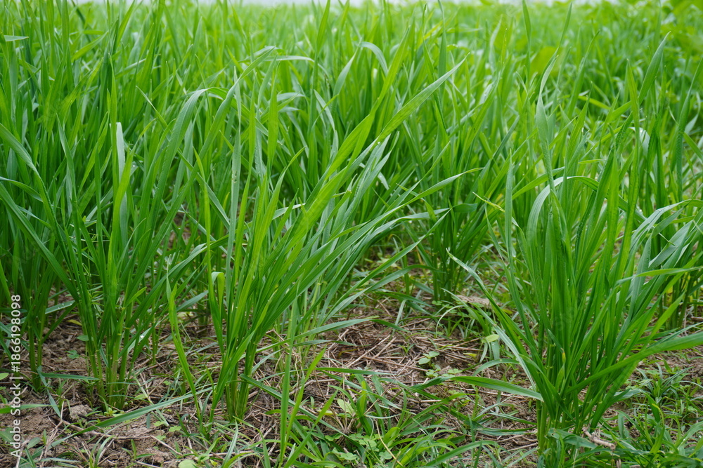 Fototapeta premium Young Green Rice Seedlings Thriving in Paddy Field Soil