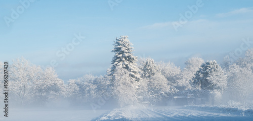 Schneebedeckte Bäume im Nebel und in der Sonne in Luhdorf 