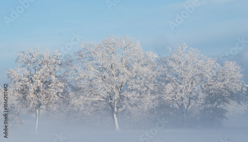 Schneebedeckte Bäume im Nebel und in der Sonne in Luhdorf 
