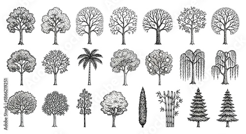 Collection of hand drawn tree isolated on set of vintage tree tree decoration elements tree vector illustration