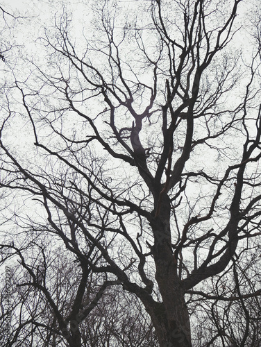 Late Autumn forest with bare trees