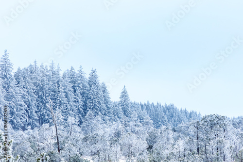 Breathtaking panoramic view of a snow-covered forest under a clear sky. Beautiful winter landscape with frosted pine trees and a serene, icy atmosphere