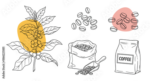 Artistic sketches of coffee production elements include a branch with berries bags of beans and a wooden scoop for artisanal themes.