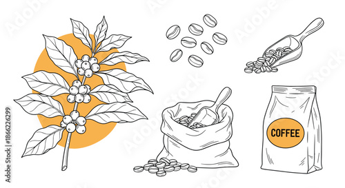 Detailed botanical illustration set of a coffee plant branch, roasted beans, a sack, and a bag of coffee for design.