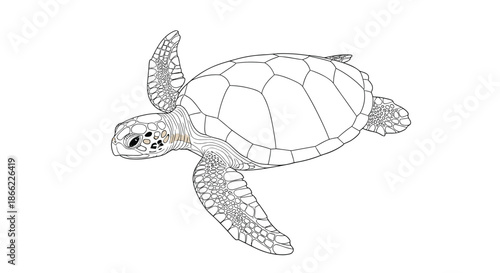 Detailed line art illustration of a sea turtle swimming for a nature and marine life themed coloring activity or educational use.