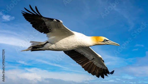 Northern Gannet Bird in Flight Over Blue Sky with Clouds.