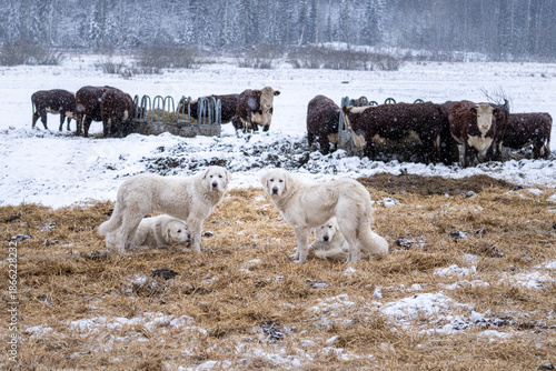 Cuadro en lienzo Livestock guardian dogs protecting cattle herd in snowy winter pasture, rural fa