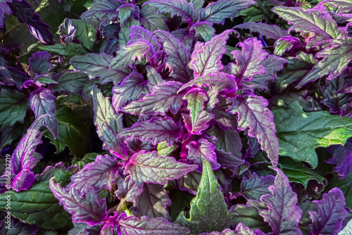 Gynura aurantiaca purple velvet plant . It is a popular houseplant noted for its striking, velvety purple-haired foliage