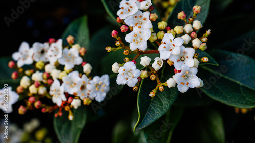 White Flowers of Viburnum Tinus Bloom Beautifully in Winter With Green Leaves Around Them
