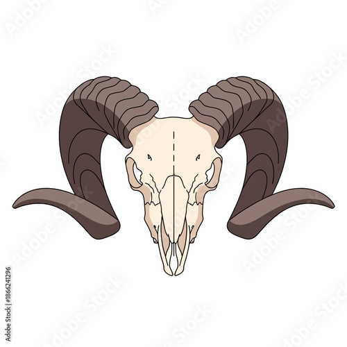 Ram Skull with Large Curled Horns, Isolated on White Background