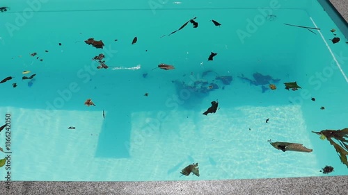 com tela  faz limpeza de piscina tirando folhas 