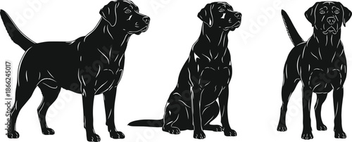 Set of detailed Labrador Retriever silhouettes, black dogs standing and sitting in different poses, isolated vector illustration.