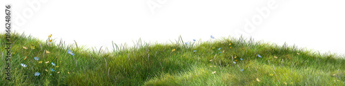 grass Wide green meadow with wild grass and small flowers isolated on a white background, expressing natural landscape and fresh spring growth.