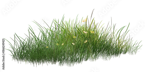 Tableau sur toile grass isolated on white background/Lush wild grass with small yellow flowers isolated on a white background, representing natural meadow beauty and fresh greenery