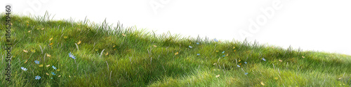 grass on a white background/Wide green meadow with wild grass and small flowers isolated on a white background, expressing natural landscape and fresh spring growth.