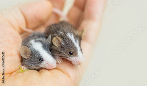 Two adorable bicolored baby mice are held gently in a human hand, highlighting their small size and cuteness. Pets, animal care, and the bond between humans and animals.