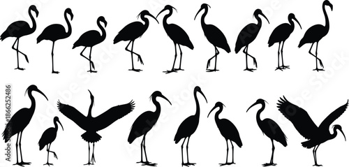 Black Bird Silhouette Vector Set, Flamingo, Ibis, and Crane Icons in Various Standing and Flying Poses Isolated on White Background.