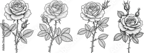 Four roses with leaves and buds illustrated in various stages of bloom. Hand drawn roses flowers vector set