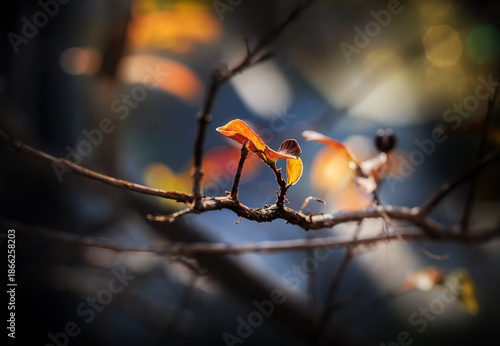 Autumn leaf glowing, bokeh background                       