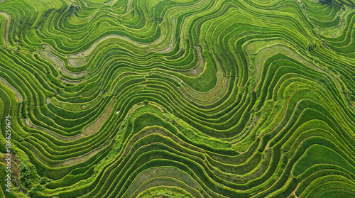 Texture of green agricultural fields seen from above