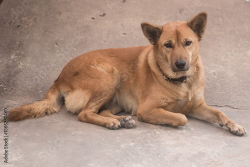 Thailand stray dog looking on floor