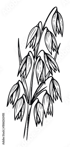 Stylized black and white drawing of an oat plant with grains, perfect for food packaging, natural health product labeling, or agricultural industry marketing materials.