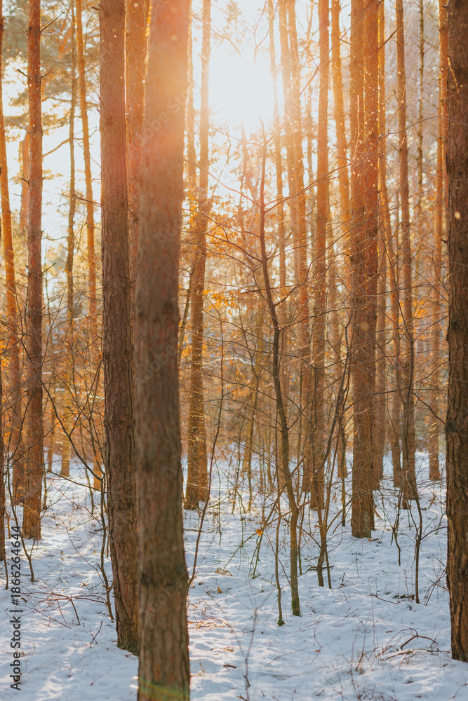 Obraz premium Snowy winter cold forest. Sun rays break through tree branches
