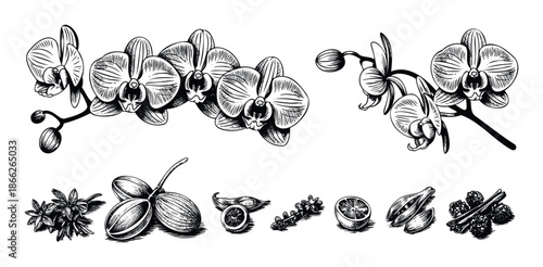 Detailed black and white engraving of exotic orchid blossoms, delicate flower buds, aromatic herbs, and culinary spices, ideal for organic product marketing and culinary guides.