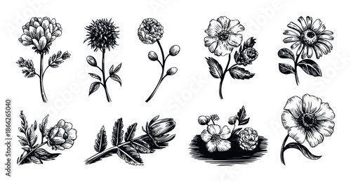 Assortment of vintage botanical flowers and plant elements featuring delicate blossoms and diverse foliage in a hand drawn engraving style perfect for traditional prints or garden themed