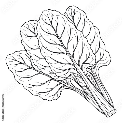 Fresh healthy organic leafy green vegetable such as chard or spinach line drawing perfect for culinary blogs, cooking guides, grocery store promotions, and dietary nutrition information.