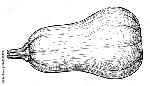 Traditional engraving style depiction of a ripe butternut squash suitable for culinary publications cooking class promotions and seasonal agricultural advertisements