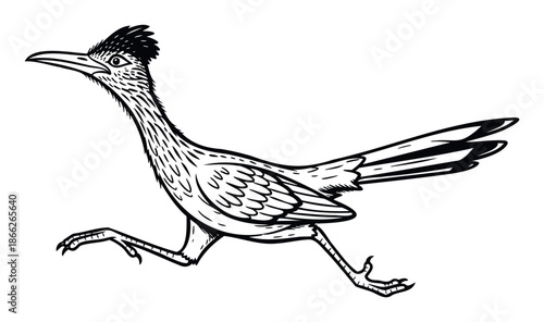 Dynamic roadrunner bird depicted in a swift running stride, perfect for use in natural history documentaries, educational materials about desert wildlife, or energetic outdoor themed