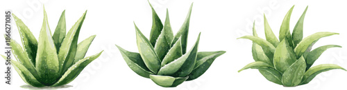 Three watercolor aloe vera plant leaves, isolated on a white background, vector illustration.