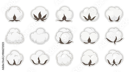 Cotton Flowers Isolated White Background.
