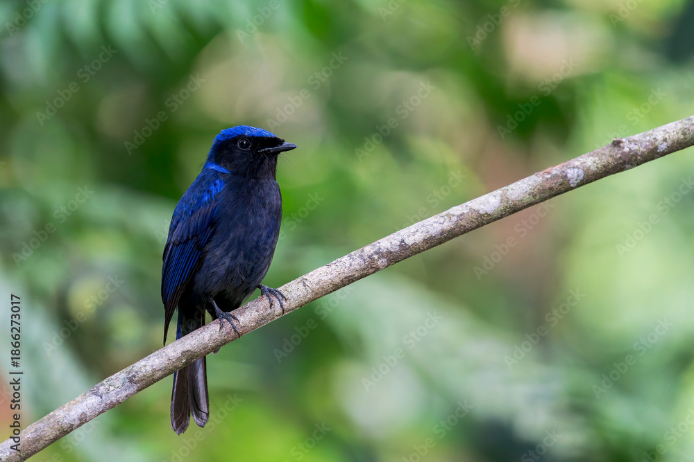Fototapeta premium A Large Niltava perched on a little branch in Asia, Malaysia.