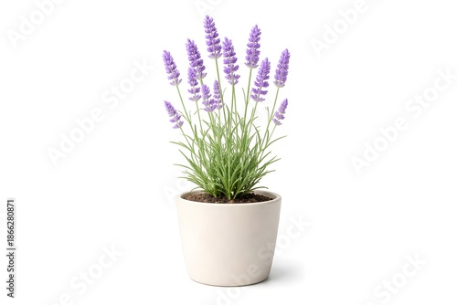 Lavender Plant in Minimal Ceramic Pot Isolated on White Background