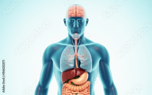 Human body anatomy illustration showing internal organs from a frontal viewpoint