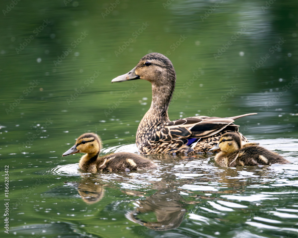 Obraz premium Mallard Duck