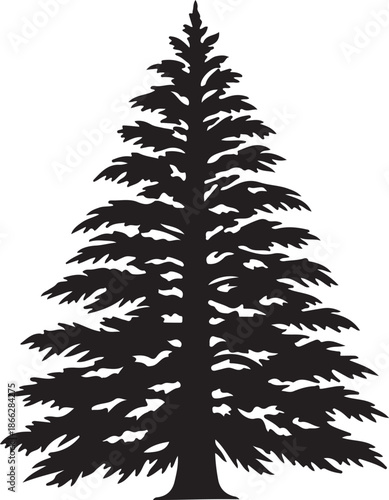 silhouette of coniferous tree