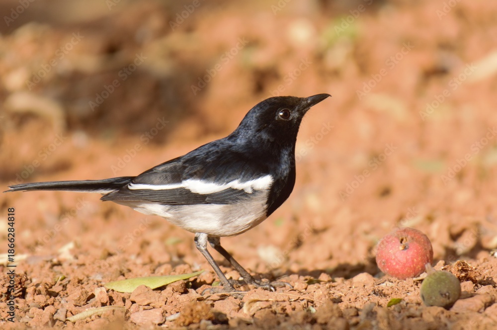 Obraz premium Oriental magpie-robin