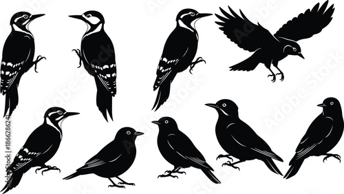 Set of bird silhouettes in flying and perched poses, black woodland and urban avian species collection, wildlife nature vector illustration design