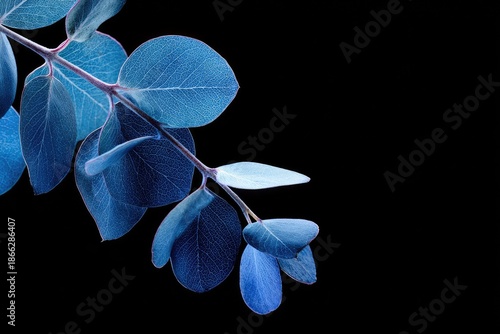 A blue-toned branch of leaves against a stark, black background