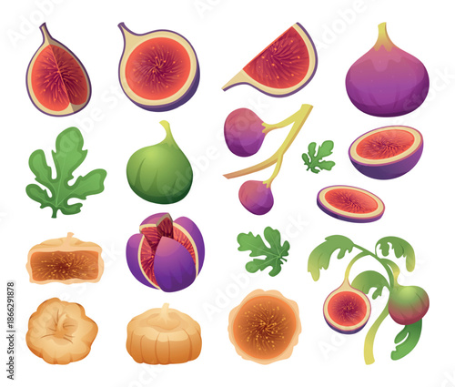 Fig fruits. Healthy natural vitamin fresh fig tree plants exact vector cartoon isolated set