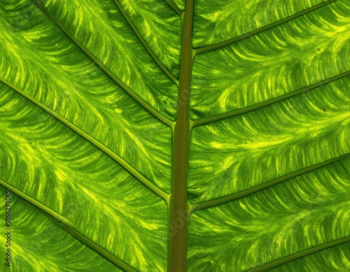 Close-up shows a translucent, vibrant green leaf with prominent veins