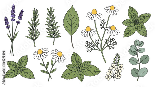 Collection of assorted botanical illustrations featuring various plants and flowers in a flat design style