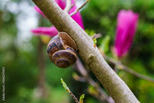 Grape snail Helix pomatia, Roman snail, Burgundy snail, edible snail or escargot with striped shell resting on the trunk of blooming magnolia