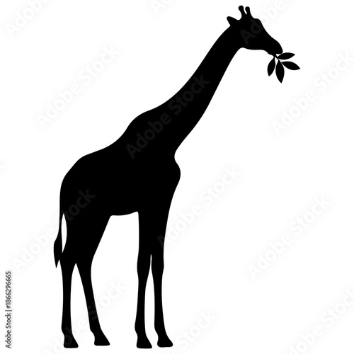 Silhouette of a Giraffe Eating Leaves.
