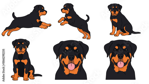 Collection of Rottweiler puppy illustrations showing different poses like jumping sitting and close-up face portraits for breed guides.