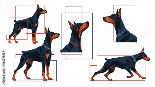 Artistic study of a Doberman dog featuring profile headshots and full body standing poses framed by simple geometric lines.