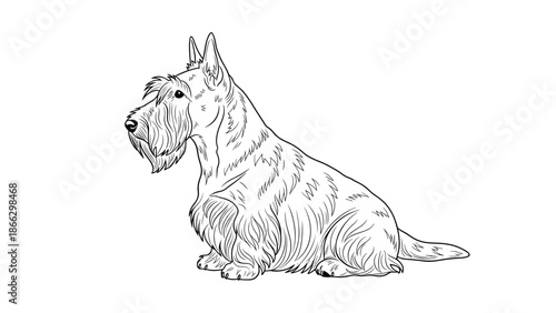 Elegant black and white sketch of a Scottish Terrier dog sitting in profile showing its unique bearded face and fur texture.